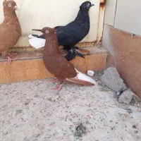 کبوتر دم سفید ماده