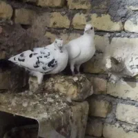 یک جفت مسافتی|حیوانات|مشهد, امیرآباد|دیوار