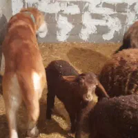 معاوضه با ماشین ۹۰ به بالا