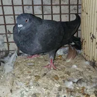 کبوتر گره و پرشی