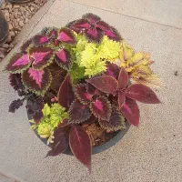 گل خانه باران گل های آپارتمانی|گل و گیاه طبیعی|قزوین, |دیوار