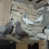 کبوتر تهرانی