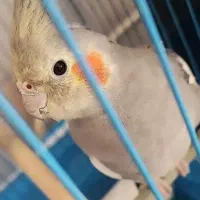 عروس هلندی فنج مرغ عشق|پرنده|ماکو, |دیوار