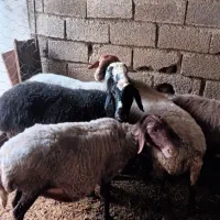 فروش گوسفند داشتی جوان یک دست|حیوانات مزرعه|رامیان, |دیوار