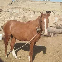 کره اسب دوساله