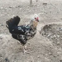 مرغ خروس گلین چهل تاج ریشو|حیوانات مزرعه|ری, علایین|دیوار