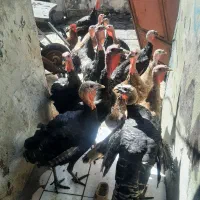 چهارعددبوقلمون وسه عددمرغ تخم گذارنژادخوب|حیوانات مزرعه|اهواز, کوی رمضان|دیوار