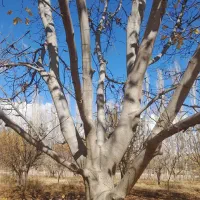 فروش درخت|حراج|شاهین دژ, |دیوار