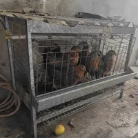 قفس مکانیزه و پلت مرغ تخم‌گذار|لوازم جانبی حیوانات|ساری, |دیوار