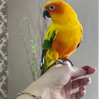 طوطی خورشیدی رام و سخنگو