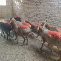 کاور تغلی