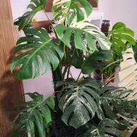 مانسترا بورسیجیانا ابلق ، هدیه روز زن