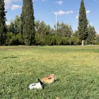 خرگوش با قفس