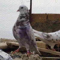 کفتر. کبوتر ساعت سنگین تیرماه