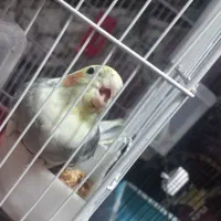 پرنده عروس هلندی