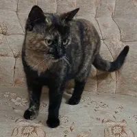 گربه ها همه ماده و  رایگان واگذار میشه|گربه|رشت, حمیدیان|دیوار
