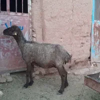 پیر میش واسه پروار