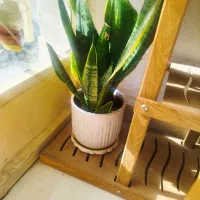 گل طبیعی|گل و گیاه طبیعی|شاهینشهر, حافظ جنوبی|دیوار