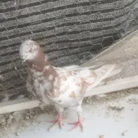 کبوتر مفلق نر