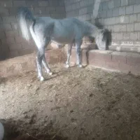 اسب|اسب و تجهیزات اسبسواری|شاهین دژ, |دیوار