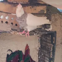 تعدادی طوقی