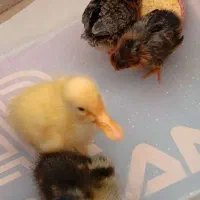 جوجه های محلی و دوست داشتنی