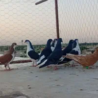 کفتر کبوتر سیاه پوش