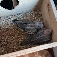 جفت عروس با دوتا جوجه|پرنده|فومن, |دیوار