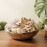 مجموعه صدف‌های دریایی طبیعی