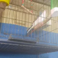 پرنده مرغ عشق|پرنده|کرج, اسلام‌آباد|دیوار