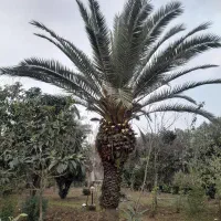 فروش چند نوع درخت