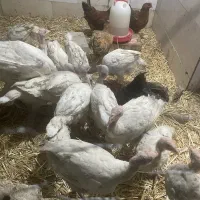 جوجه بوقلمون