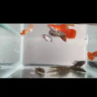 ۴۰ عدد ماهی گوپی