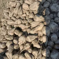 فروش چغندر|عمدهفروشی|لالجین, |دیوار