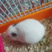 سلام یک عدد همستر