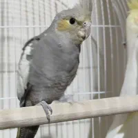 فروش جوجه سه ماهه عروس هلندی