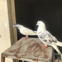 کفتر پشت دار کله دار