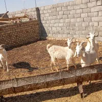 چهار راس گیسه دودندان سانن