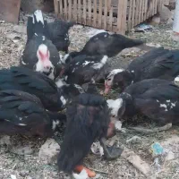 اردک یا اردک وسی