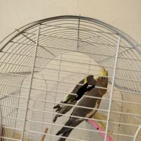 جوجه عروس هلندی|پرنده|ارسنجان, |دیوار