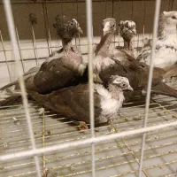 کله سفید|پرنده|شیراز, گلدشت معالی‌آباد|دیوار