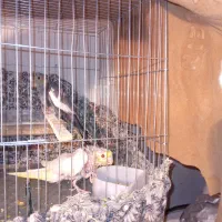 دو تا جوجه طوطی عروس هلندی ۳۸ روزه