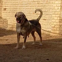 سگ پژدر و سرابی|سگ|گلپایگان, |دیوار