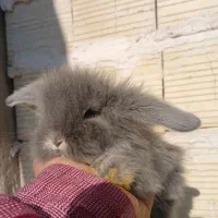 توله خرگوش لوپ اصیل