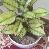 دو تا گل زیبا