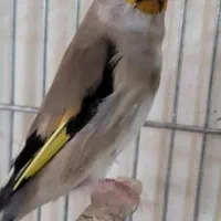 سهره سقا|پرنده|زرند, |دیوار