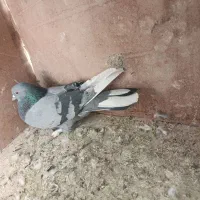 کفتر|پرنده|گلپایگان, |دیوار