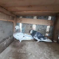 ۷ جفت کبوتر|پرنده|رشت, توشیبا|دیوار