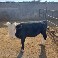 کارگر دامداری