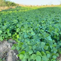 اجاره زمین کشاورزی  ابی|اجارهٔ کوتاه‌مدت ویلا و باغ|زنجان, |دیوار